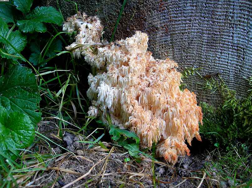 La foresta subalpina di Les breuleux  (CH)